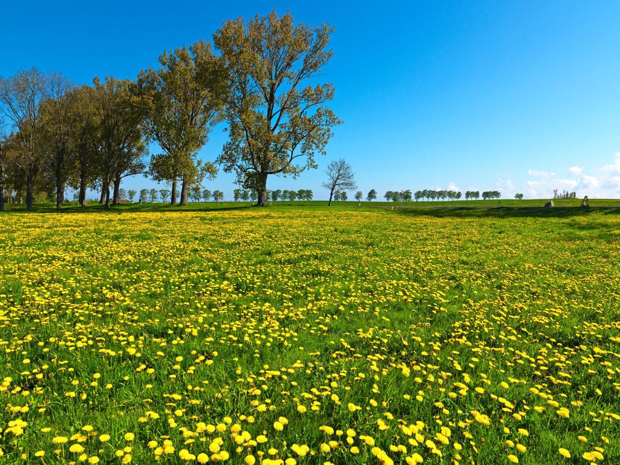Appartements Am Reiterhof Klabautermann Insel Poel Dış mekan fotoğraf